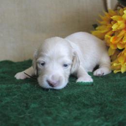 Blair - Cream female Dachshund puppy in Pace, Florida from Shoebox Doxie’s
