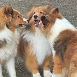Shetland Sheepdog All Grown Up from Costa Del Sol Shelties