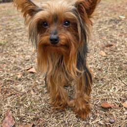 Izzy - Yorkshire Terrier