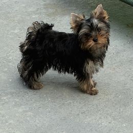 Maya - Blue and gold female Yorkshire Terrier puppy in Homosassa, Florida from Pastime’s Yorkshire Terriers