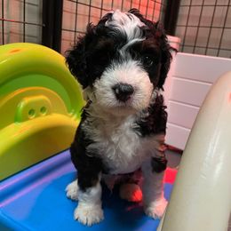 Noble Nico - Tri-color male Bernedoodle puppy in Summerfield, North Carolina from Paws 4 Doodles, LLC
