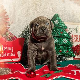 Cane Corso Puppies from Busch Kennels LLC