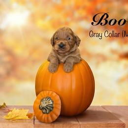 Boo - Red  male Goldendoodle puppy in Mendon, Massachusetts from Comfort & Cuddle Co