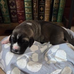 Boy 2- Black - Fawn male Anatolian Shepherd Dog puppy in La Grange, Georgia from Florida Anatolian Shepherds