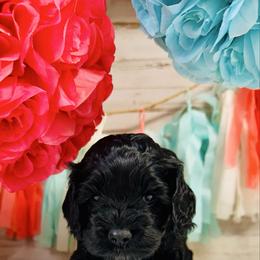 Rhett - Black male Cockapoo puppy in Richton, Mississippi from Magnolia Hill Doodles