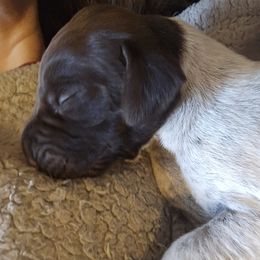 German Shorthaired Pointer Puppies from Parker's Pointers