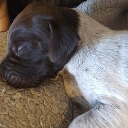German Shorthaired Pointer Puppies from Parker's Pointers