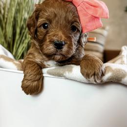 Queso (Orange Girl) - Red female Cavapoo puppy in Pleasant Grove, Utah from Destination Doodles