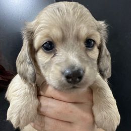 Megalosaurus Boy 4 - Cream male Dachshund puppy in Bigfork, Minnesota from Dachshunds Up North