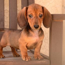 Rubén - Sable male Dachshund puppy in Surprise, Arizona from Molina Family Farms