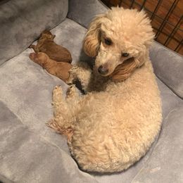 Poodles from Davisfurbabies