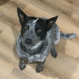 Poppy - Australian Cattle Dog