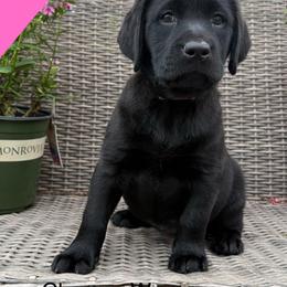 Girl 1 - Black female Labrador Retriever puppy in Wilson’s, Virginia from Cedar Hill Farm Labradors