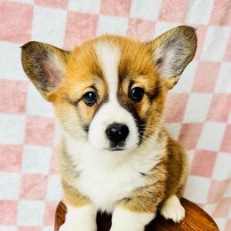 Stuffing - Sable male Pembroke Welsh Corgi puppy in Sheldon, Missouri from Clearsky Corgis