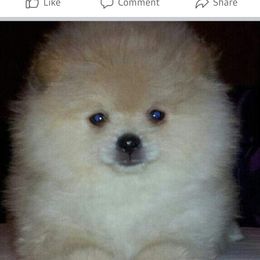 Pomeranian Puppies from TNT Pomeranians