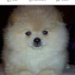 Pomeranian Puppies from TNT Pomeranians