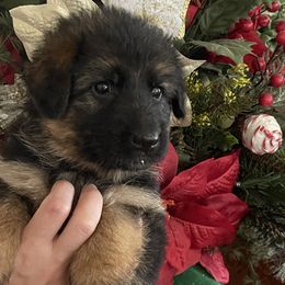 Brown Collar Girl (prior White) - Black and red female German Shepherd puppy in Gunter, Texas from Gunter Gables German Shepherds