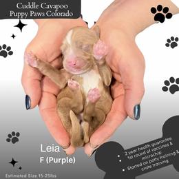 Leia - Apricot female Cavapoo puppy in Fort Lupton, Colorado from Puppy Paws Colorado