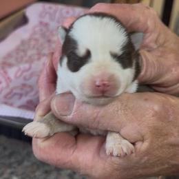 Taffy - Black and white female Pomsky puppy in Spring Hill, Florida from PDQ Pomskies