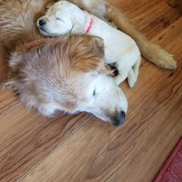 Goldendoodle Puppies from Jennifer's Canines