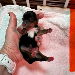 Ferdinand - Black and tan male Yorkshire Terrier puppy in Ashland, Kentucky from Yorkie Paw