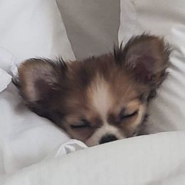 Chihuahua Puppies from Strawberry River Kennel