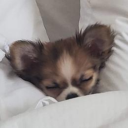 Chihuahua Puppies from Strawberry River Kennel