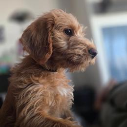 Boo Yellow - Cafe female Labradoodle puppy in Commerce City, Colorado from Playful Paws Labradoodles