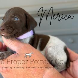 Merica - female German Shorthaired Pointer puppy in Six Mile, South Carolina from The Proper Pointer Co.