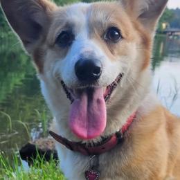 Pembroke Welsh Corgis from Wildflowercorgis