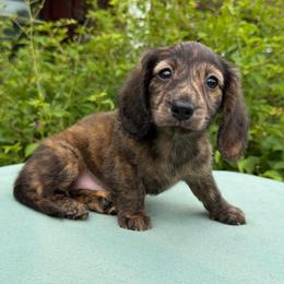 Novi - Brindle female Dachshund puppy in Hazlehurst, Georgia from DrakeFire Dachshunds