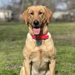 Flush - Labrador Retriever