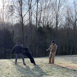 German Shepherd Puppies from Cornil Dariy