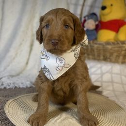 Goldendoodle Puppies from Joe and Dogs