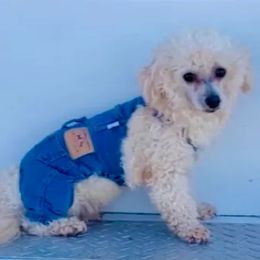 Sparky - Maltipoo