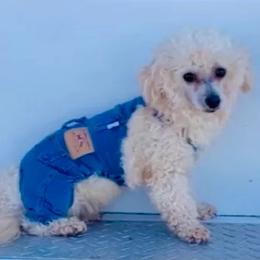 Sparky - Maltipoo