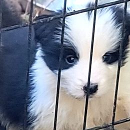 Boy 4 - Black male Border Collie puppy in Watkinsville, Georgia from Solaras Border Collies