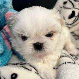 Boy 1 - Gold and white male Shih Tzu puppy in Tampa, Maryland from Saraya’s Shih Tzus