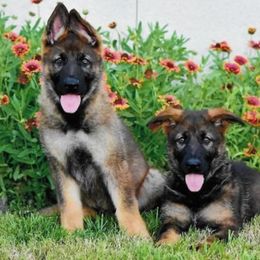 German Shepherd Puppies from The Lord's Shepherds