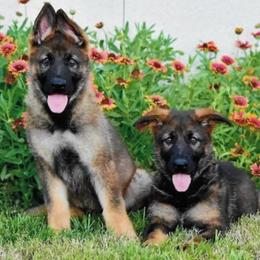 German Shepherd Puppies from The Lord's Shepherds