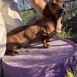 Hercules - Dachshund