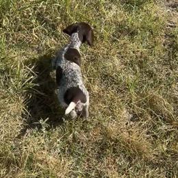 Karl - Liver and white male German Shorthaired Pointer puppy in Stephenville, Texas from VOM BOSQUE RIVER DEUTSCH KURZHAAR and FOREST RIVER LLEWELLINS