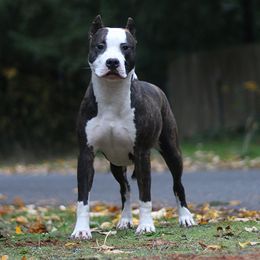 Avatar - American Pit Bull Terrier