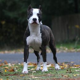 Avatar - American Pit Bull Terrier
