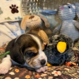 Apollo - Black tan and white male Beagle puppy in Meridianville, Alabama from Spear Haven Beagles (formerly Spear Lake Beagles)