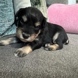Female 1 - Black and silver female Miniature Schnauzer puppy in Pearland, Texas from K & S Schnauzers