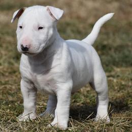 Dale - White male Bull Terrier puppy in Cincinnati, Ohio from HP BULL’S