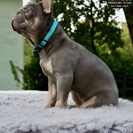 Mona ( teal collar) - French Bulldog puppy from North Side Frenchies Texas