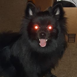 Tana - Pomeranian