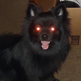 Tana - Pomeranian